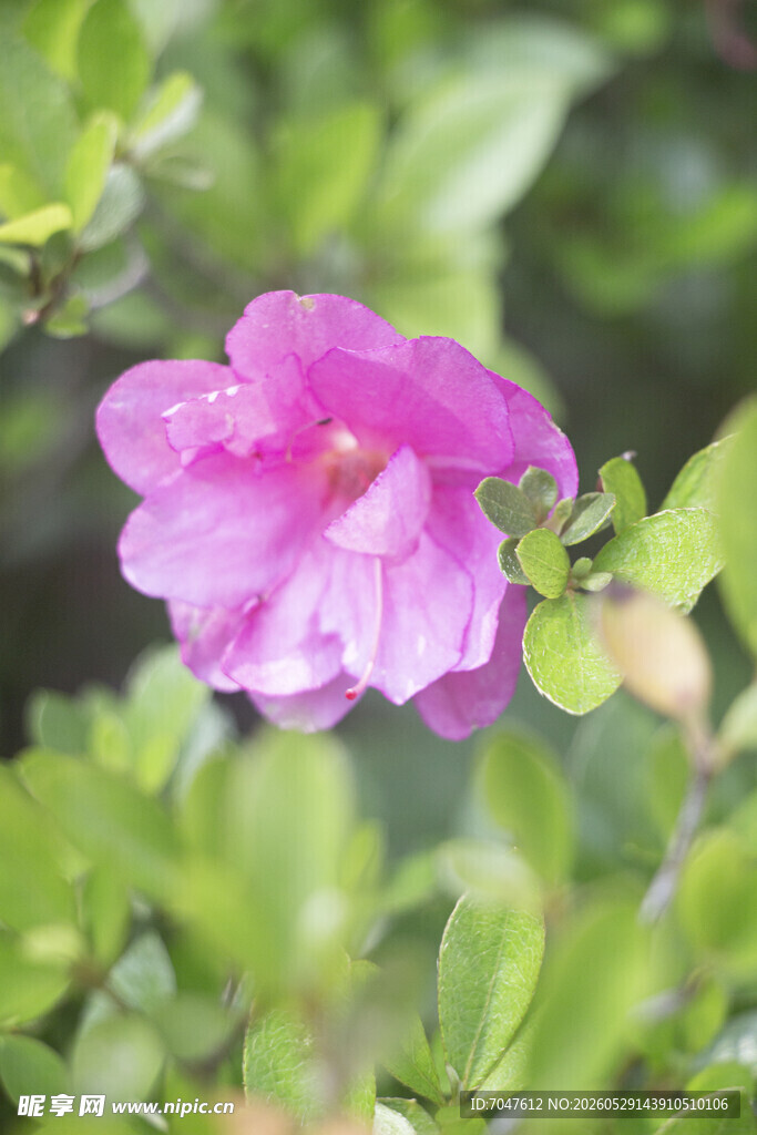 夏鹃娇艳粉色单瓣花