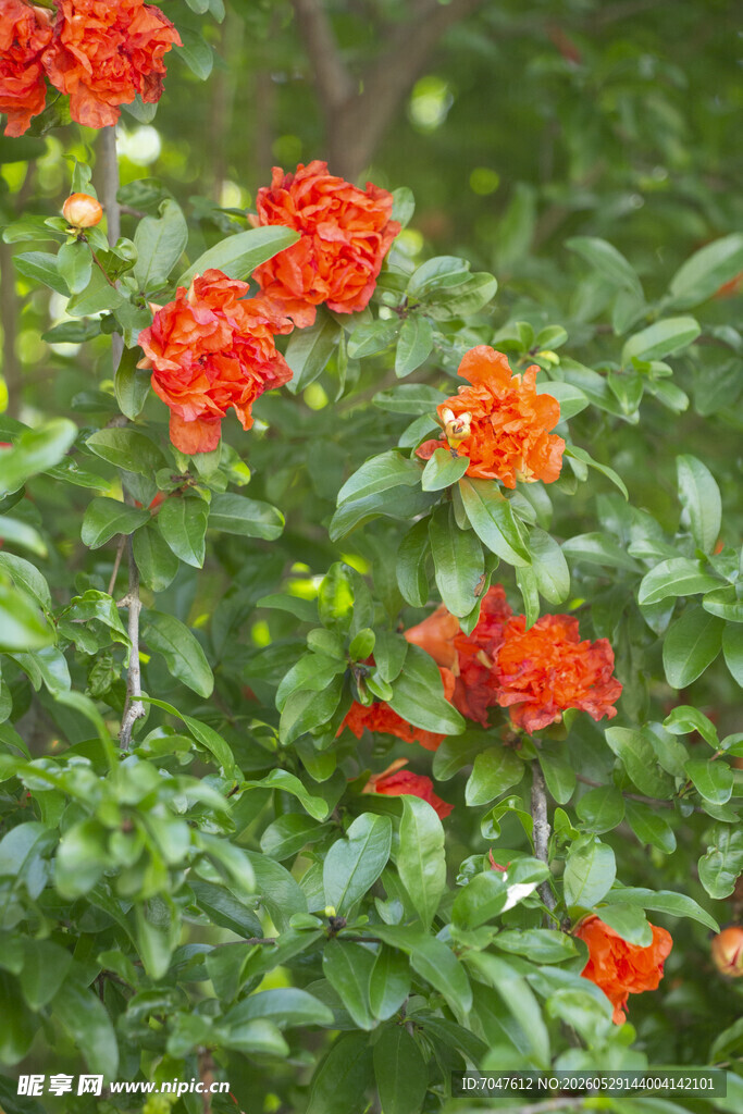 石榴花鲜艳橙红花朵绽放绿叶间