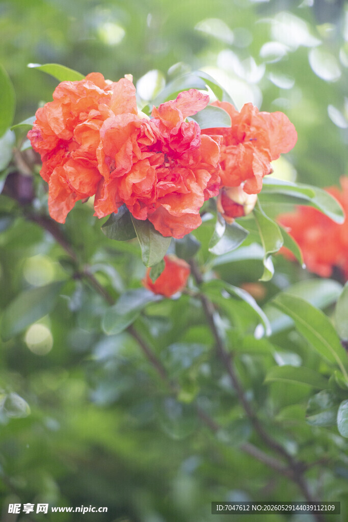 石榴花绽放枝头