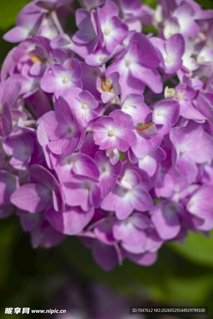 紫色绣球花特写