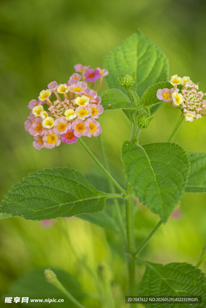 多彩马缨丹花朵特写