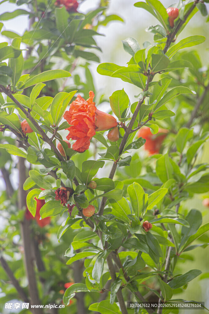 枝头绽放的鲜艳红色石榴花朵