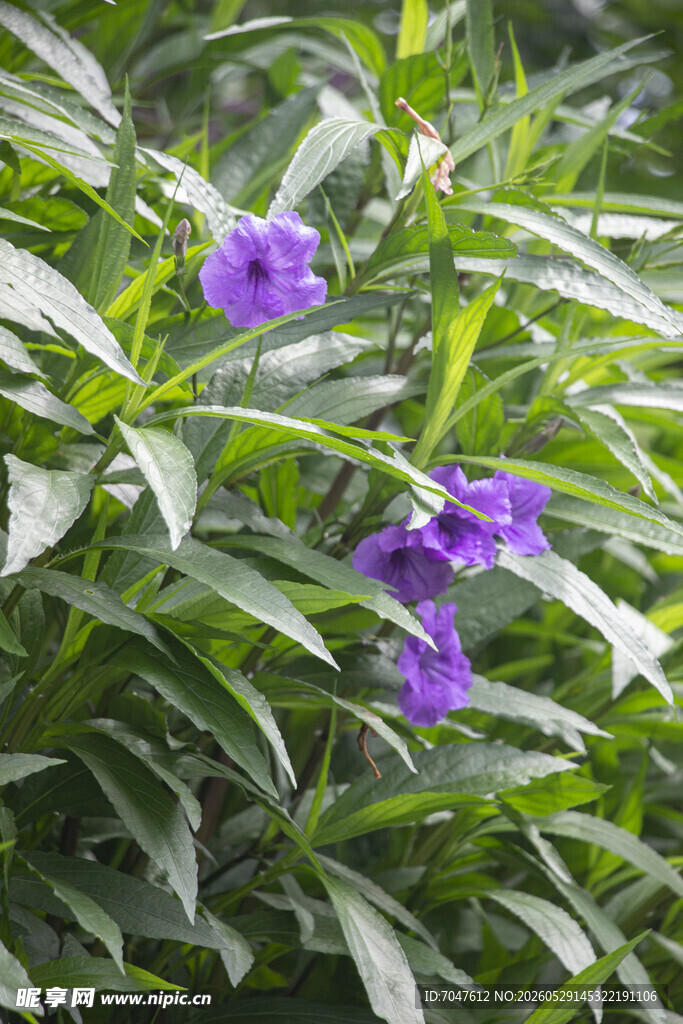 蓝花草的紫色小花