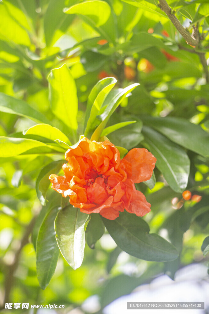娇艳石榴花绽放绿叶间