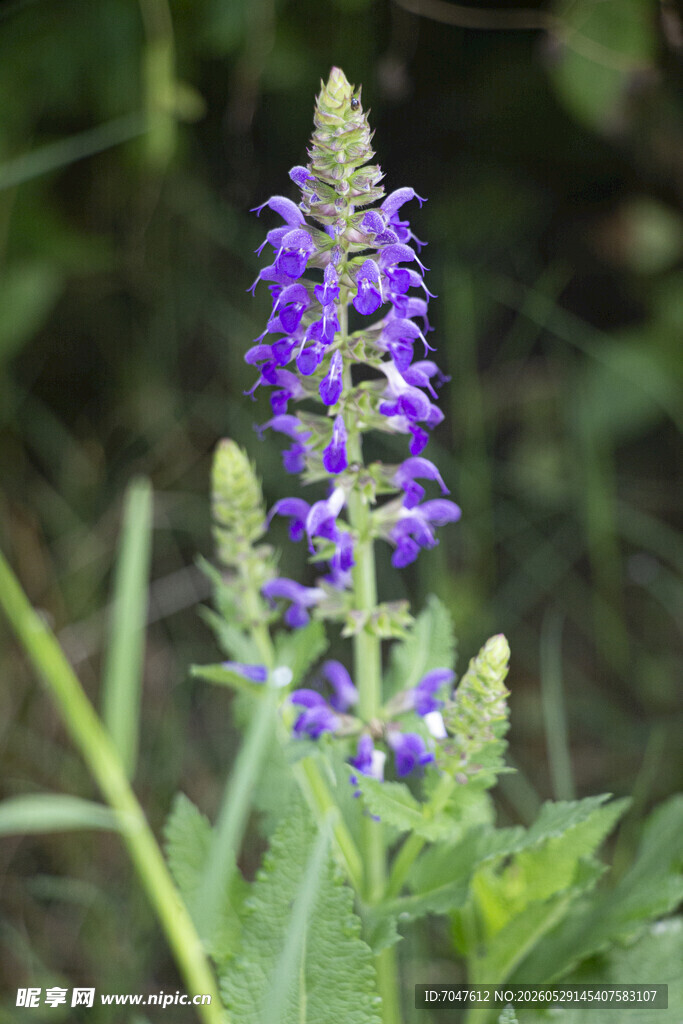 林荫鼠尾草紫色穗状野花特写
