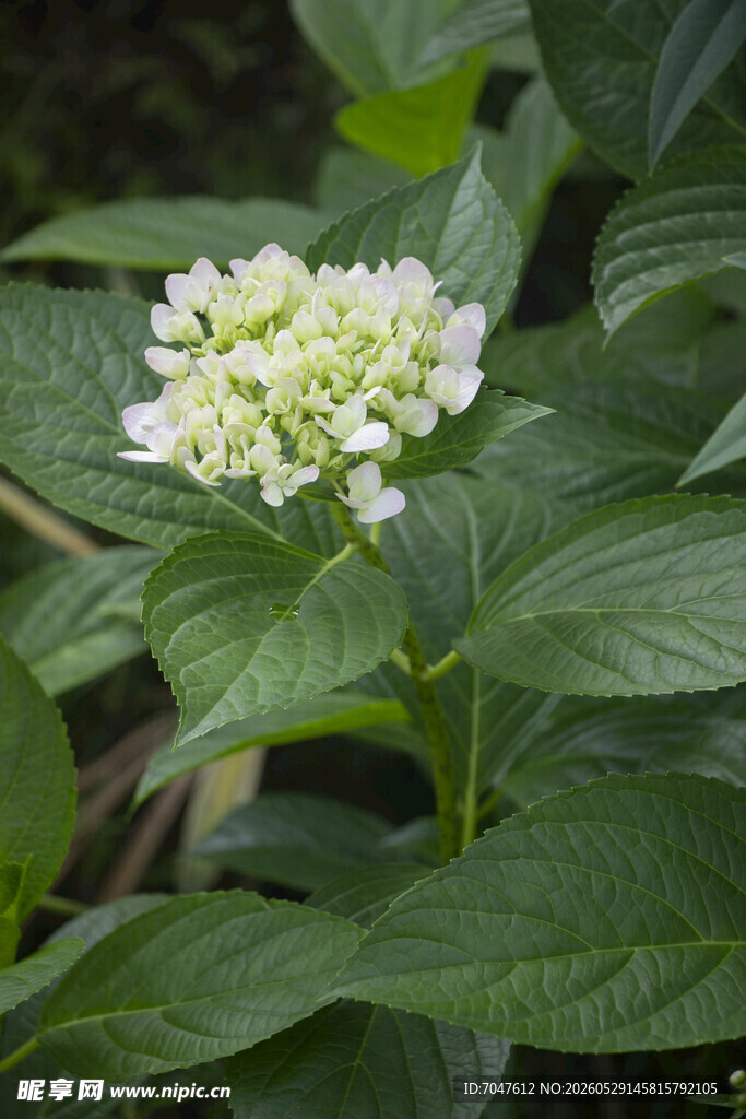 白色绣球花绽放