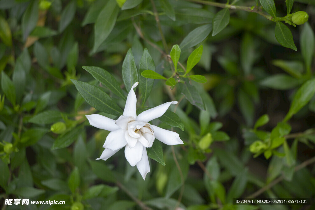 白色栀子花小花绽放绿叶间