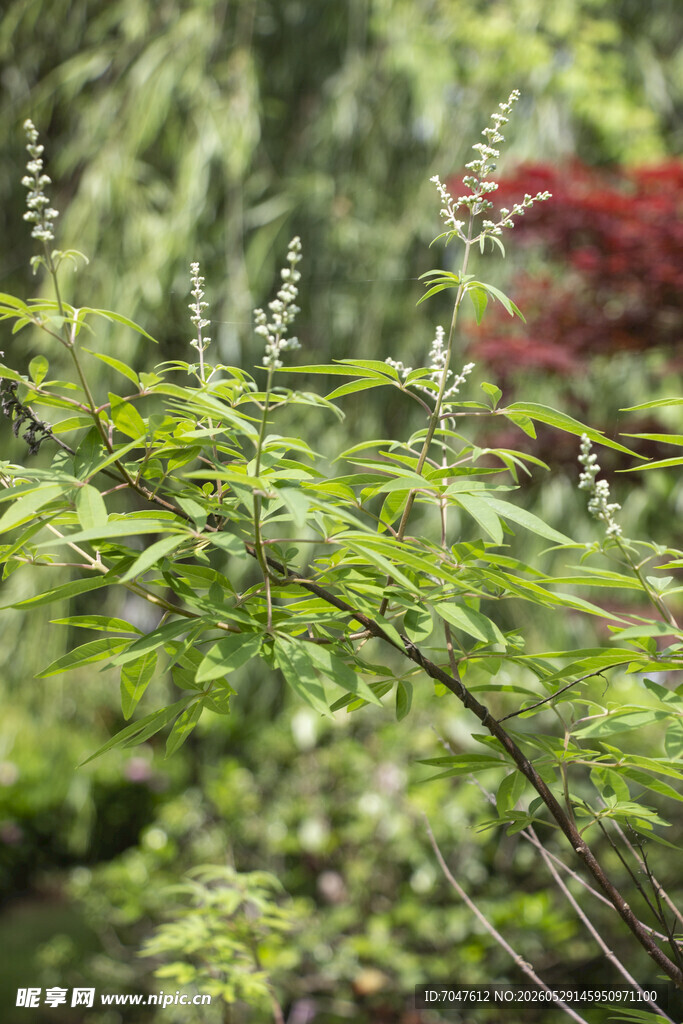 穗花牡荆