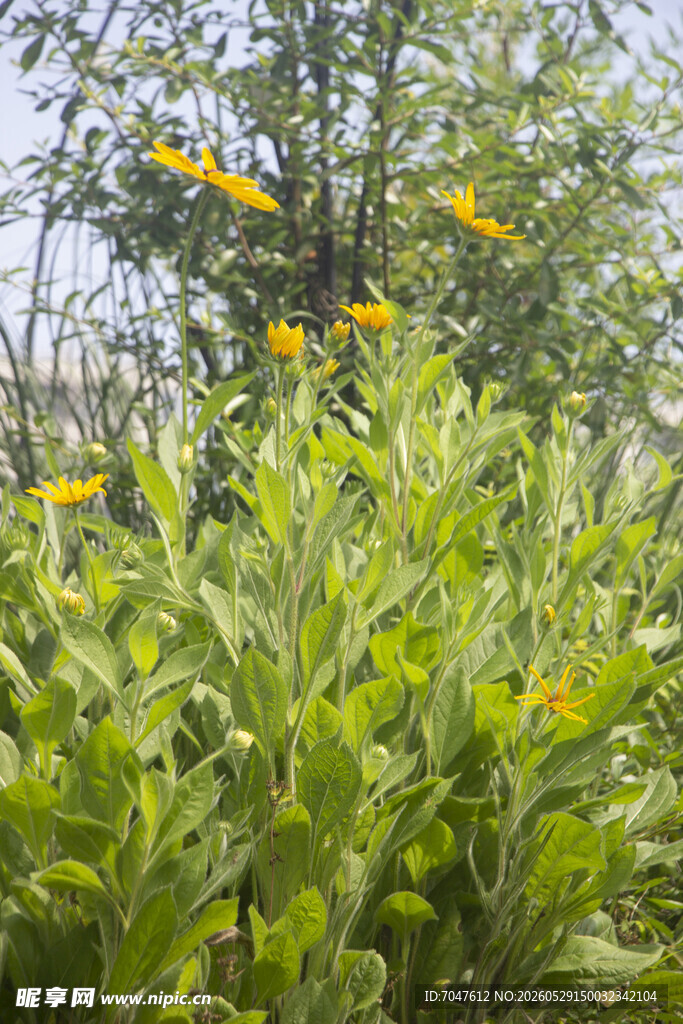 黑心金光菊
