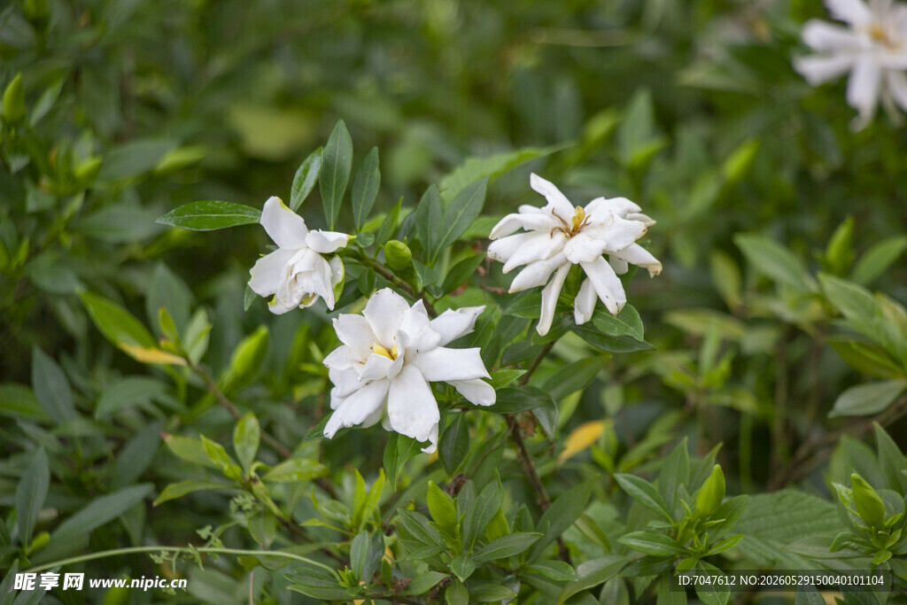 白色栀子花绽放于绿野