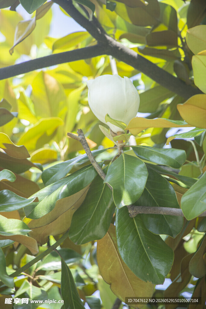 广玉兰白色花苞