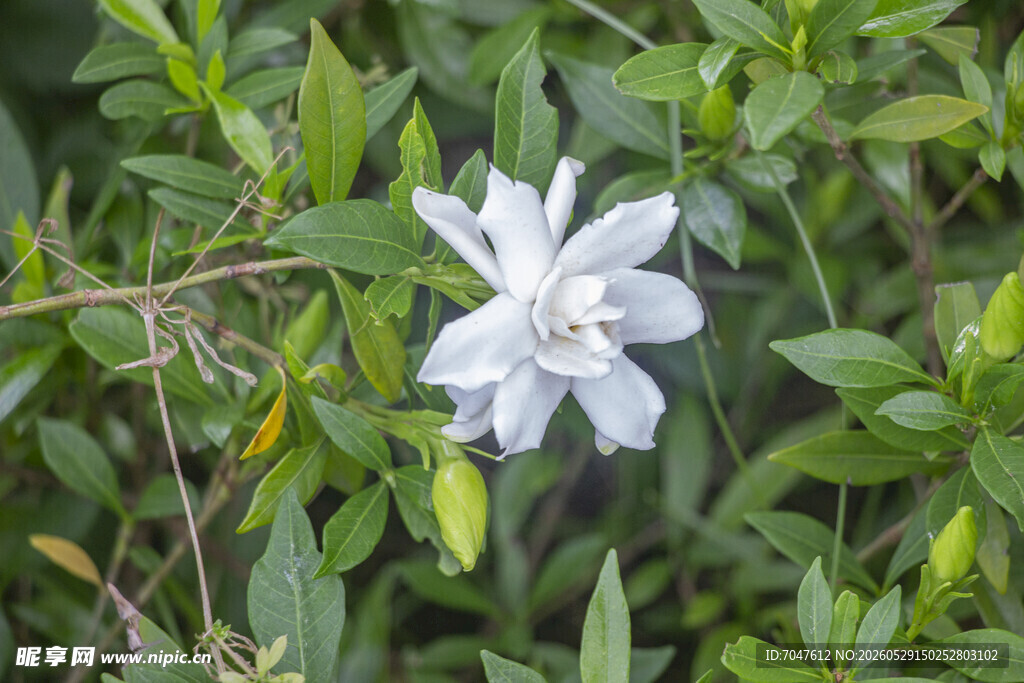 洁白栀子花绽放绿叶间