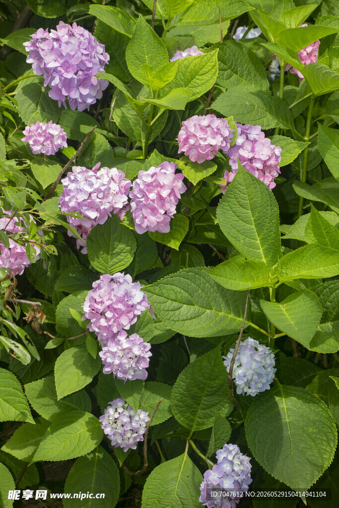 八仙花盛开的粉紫色绣球花