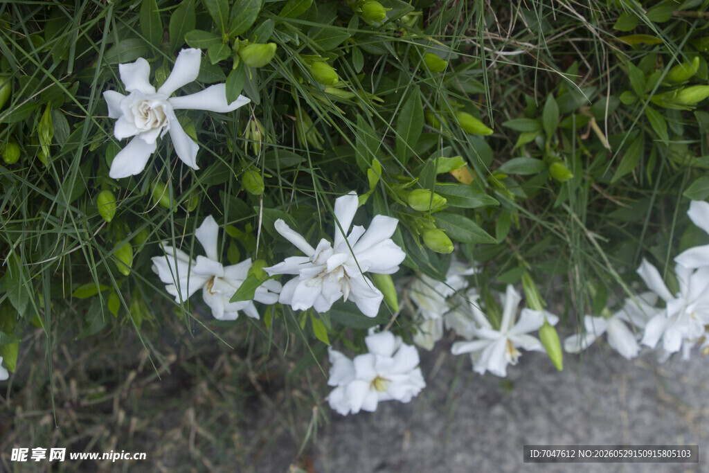 栀子花白色清新小花