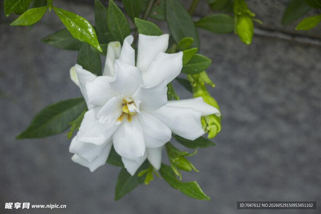 洁白栀子花绽放绿叶间