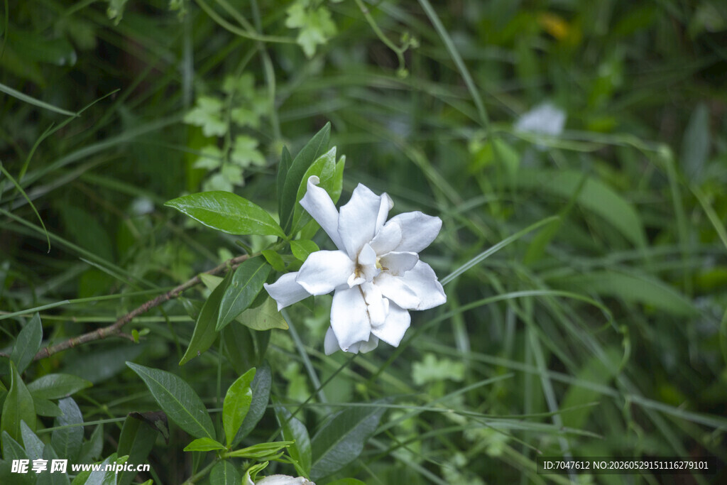 栀子花白色小花