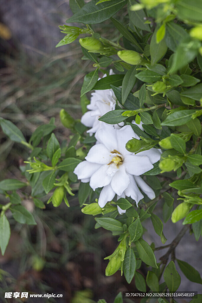 洁白栀子花绽放绿叶间