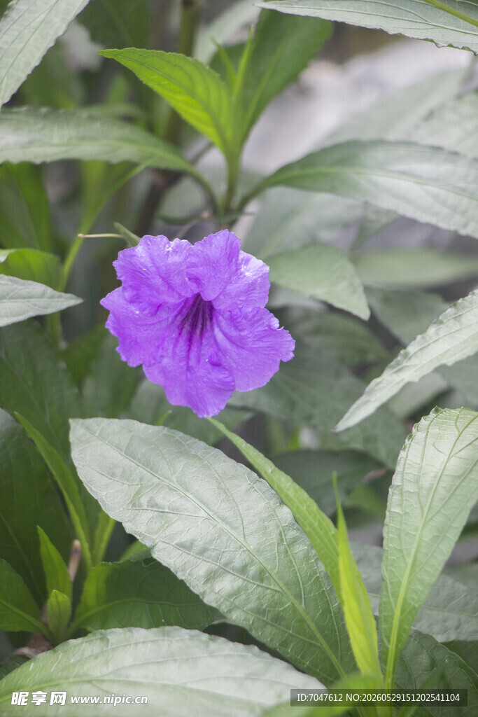 紫色绽放的蓝花草