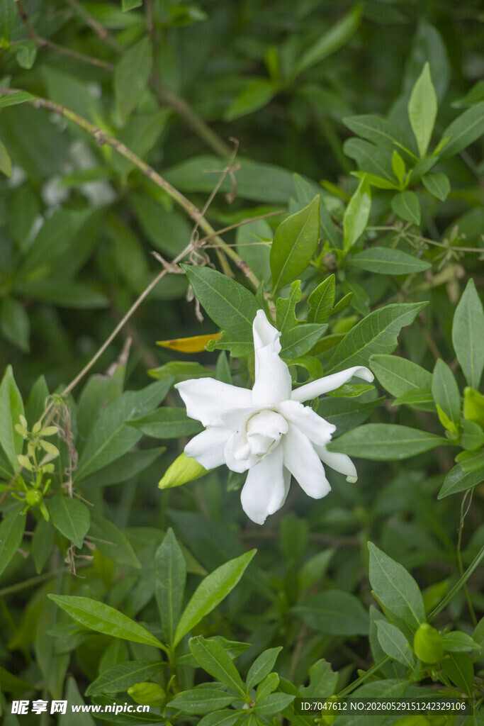 洁白栀子花绽放绿叶间