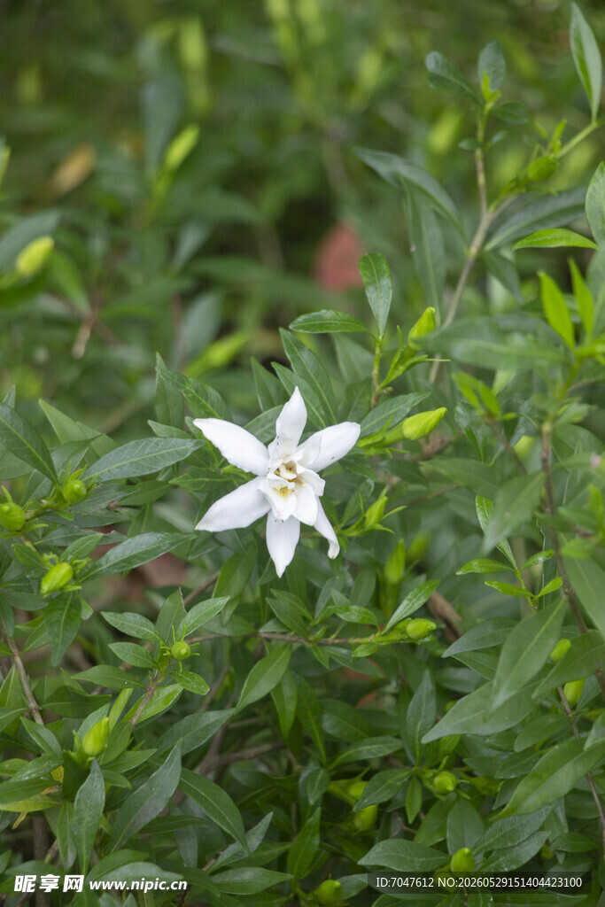 栀子花