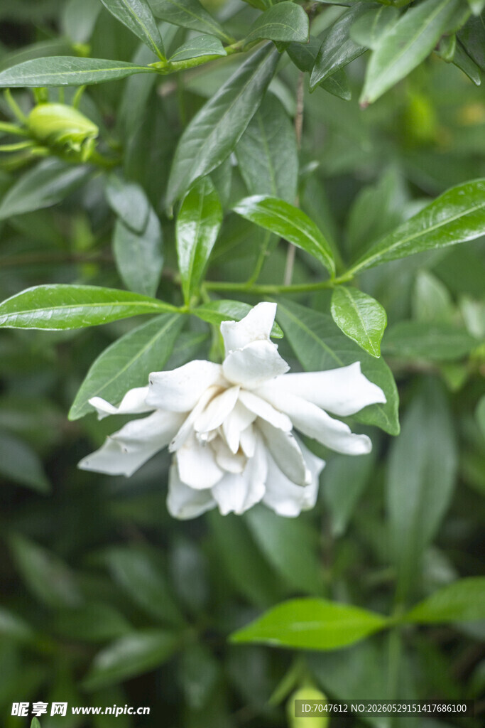 洁白栀子花绽放绿叶间