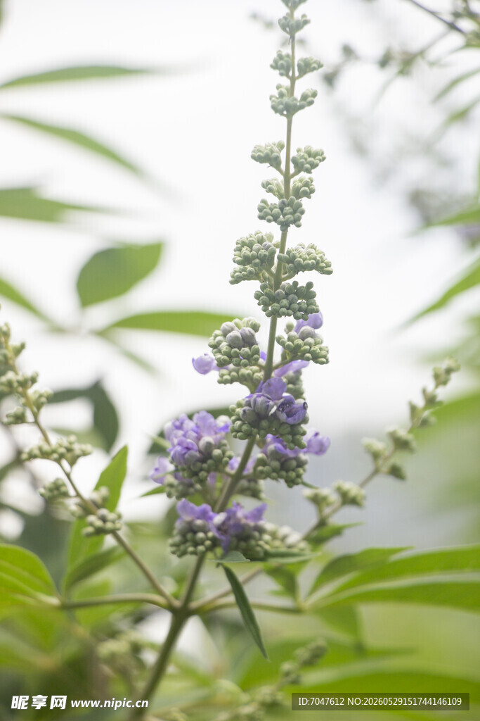 穗花牡荆