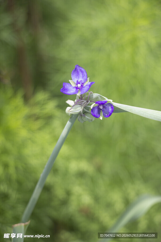 紫露草紫色小花特写