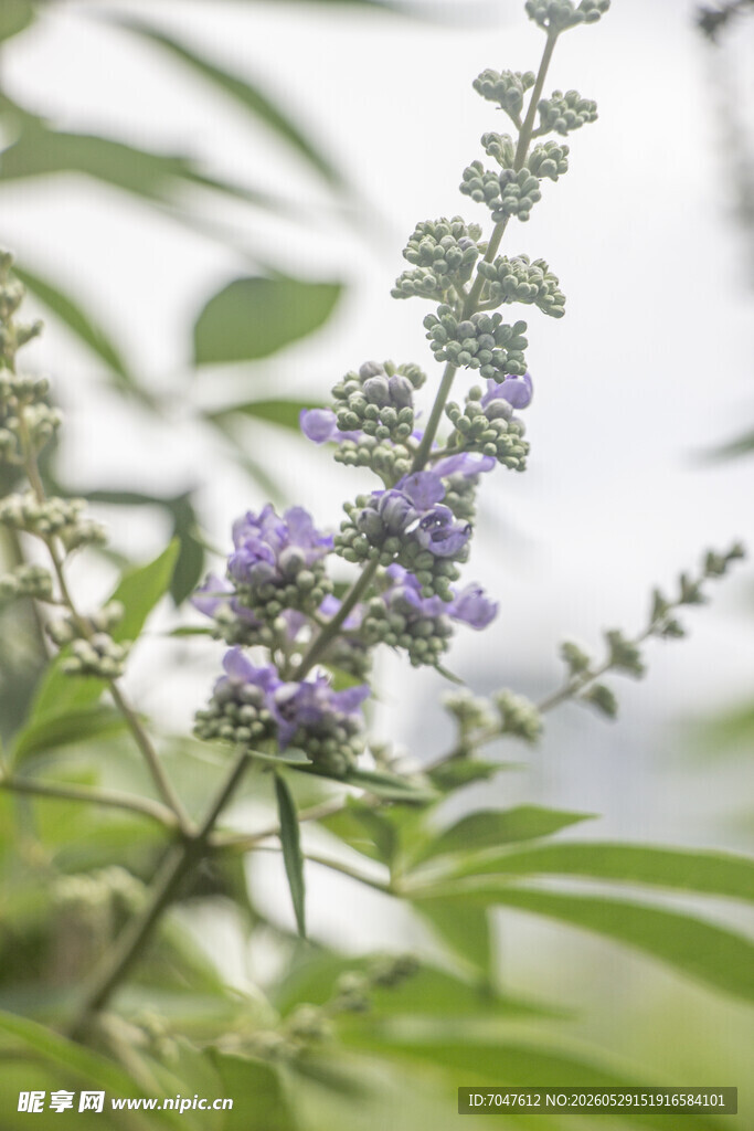 穗花牡荆紫色小花植物特写