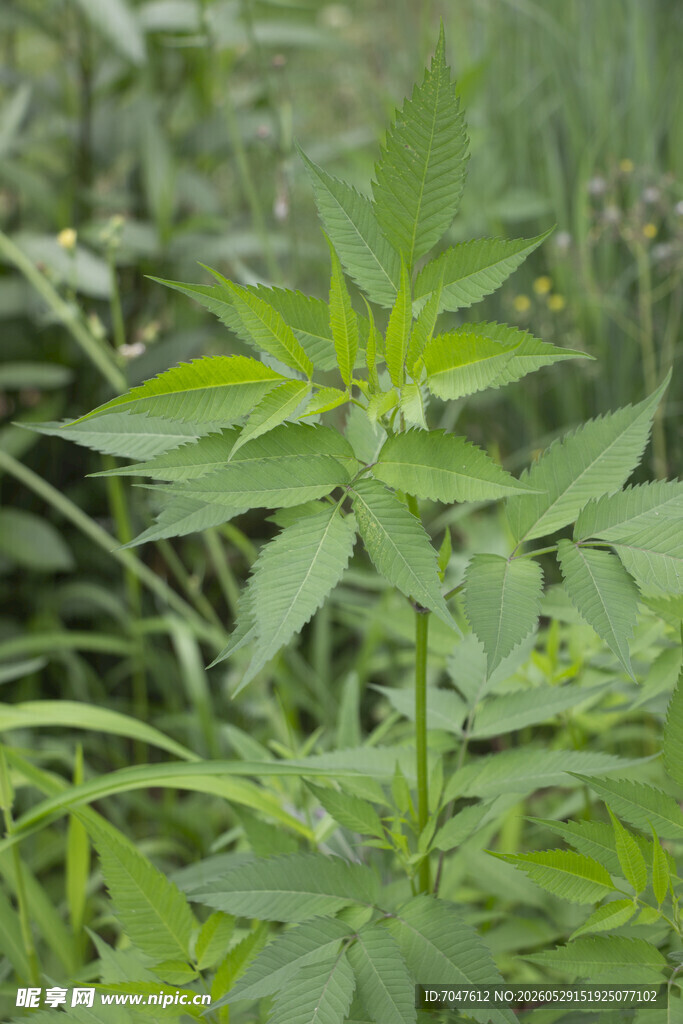 大狼杷草