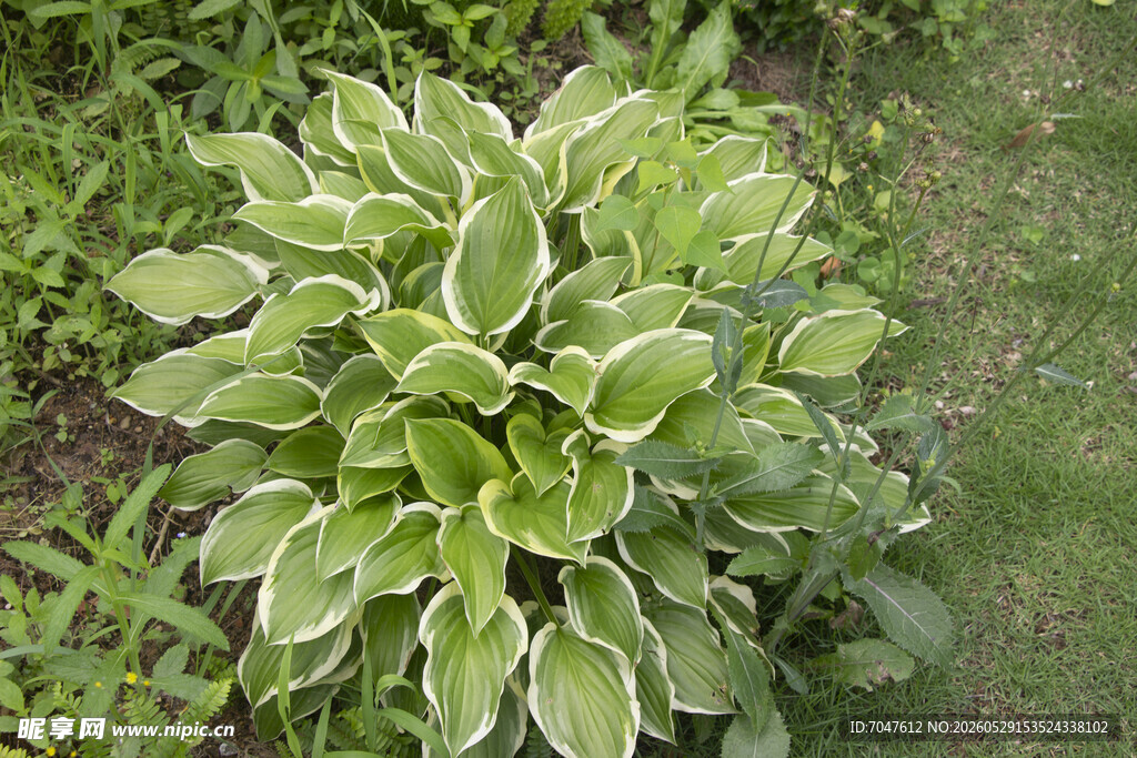 绿叶玉簪植物特写