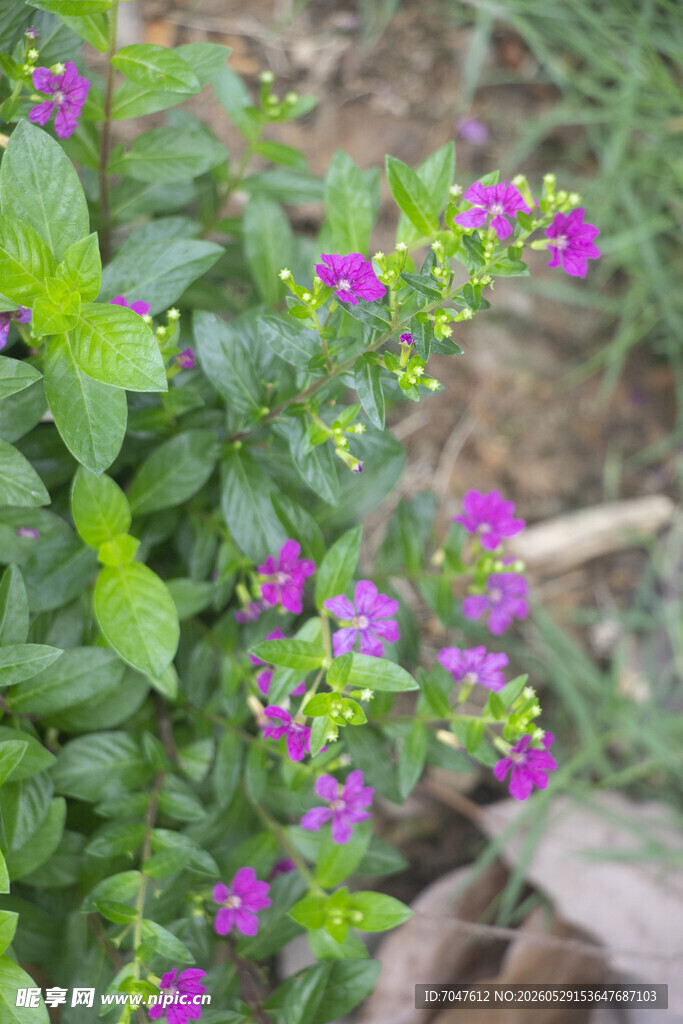 紫雪茄花紫色小花绿植特写