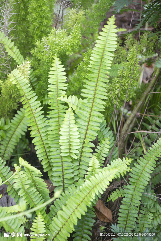 肾蕨