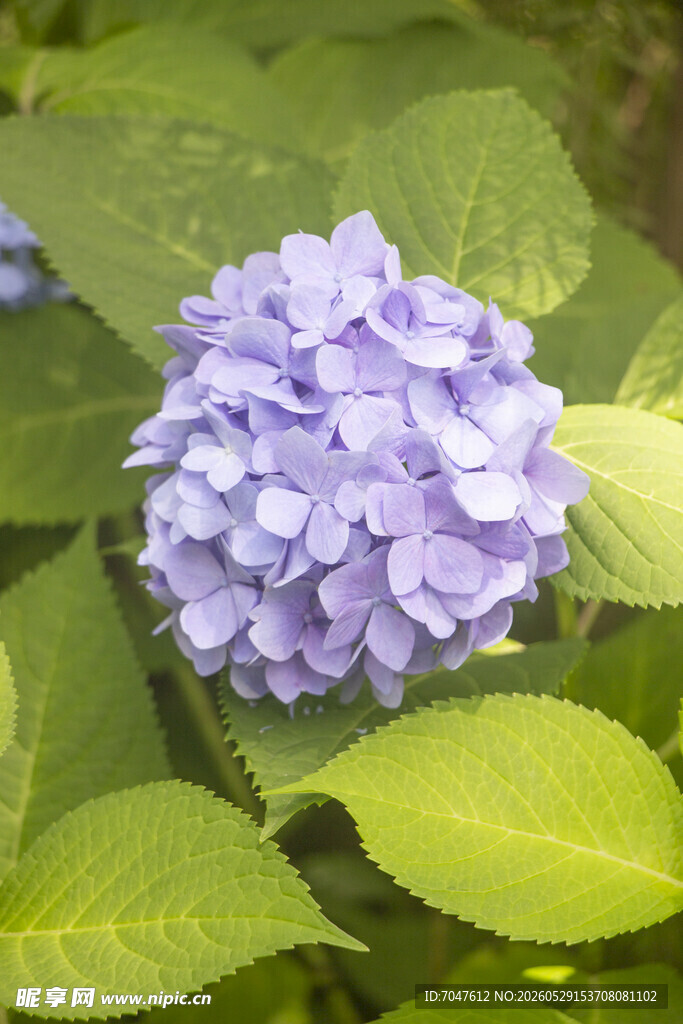 紫色绣球花绽放于绿叶间