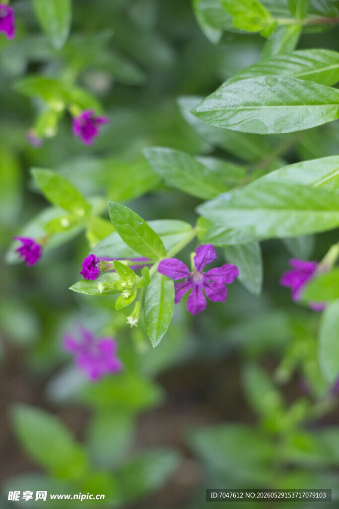 紫雪茄花