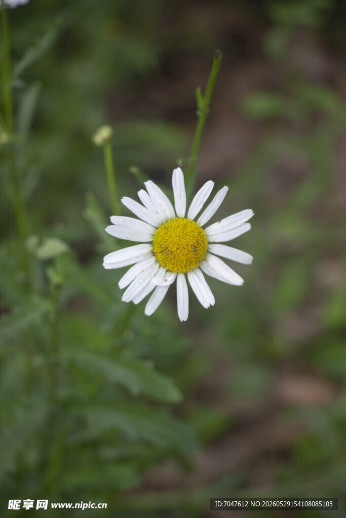 大滨菊