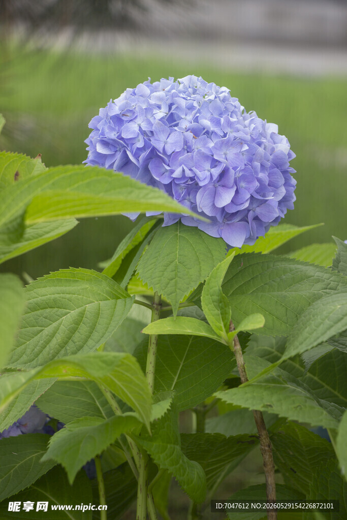 蓝绣球花绽放于绿叶间