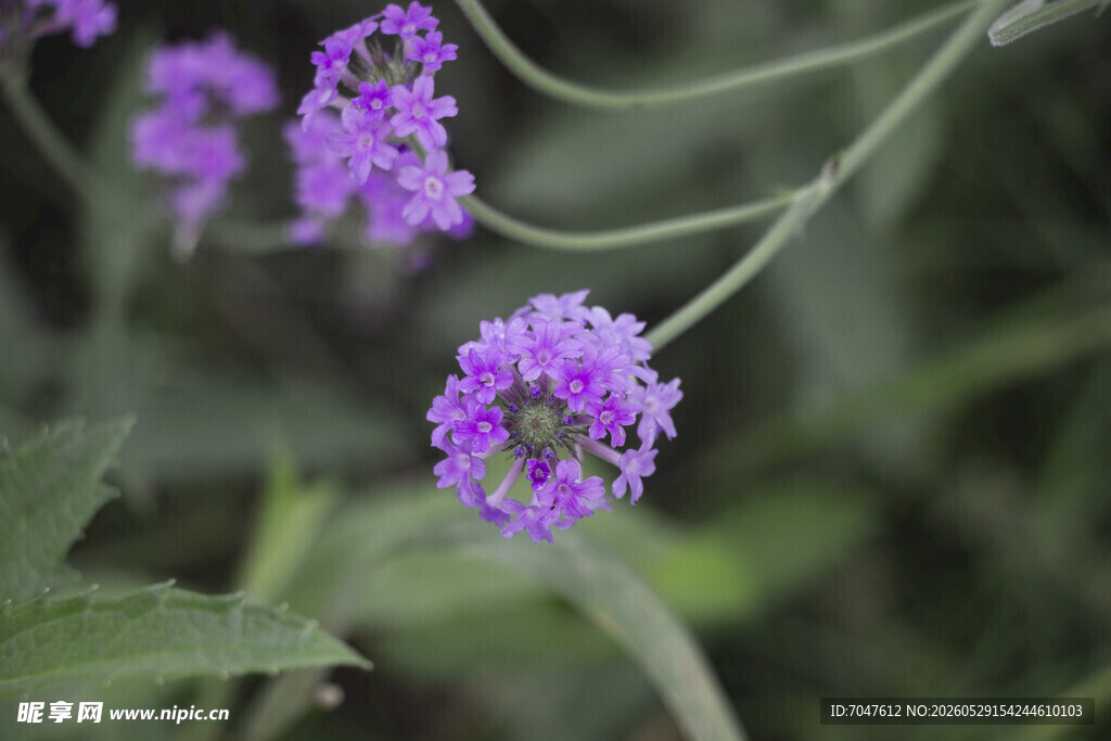 细长马鞭草紫色小花特写