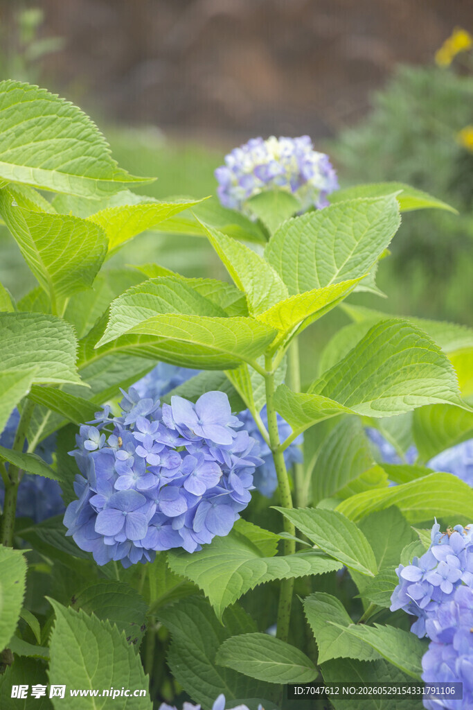 蓝绣球花绽放绿意间