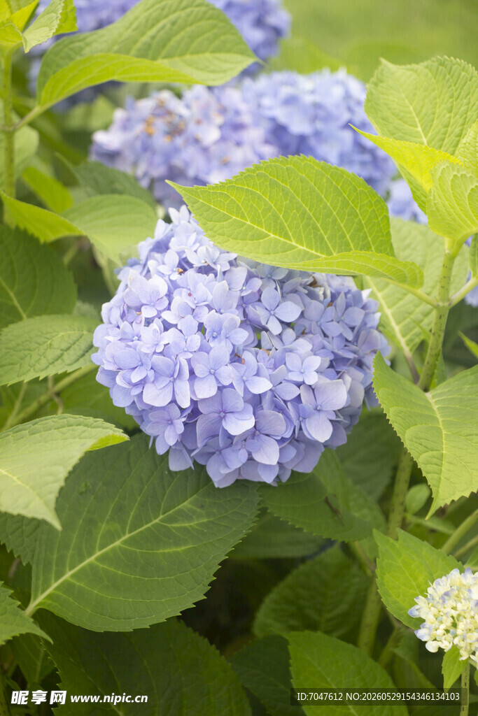蓝绣球花八仙花