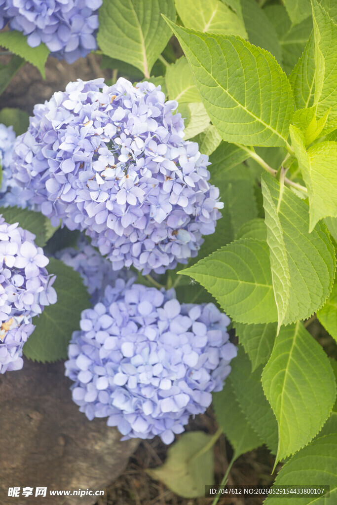 蓝绣球花绽放绿叶间