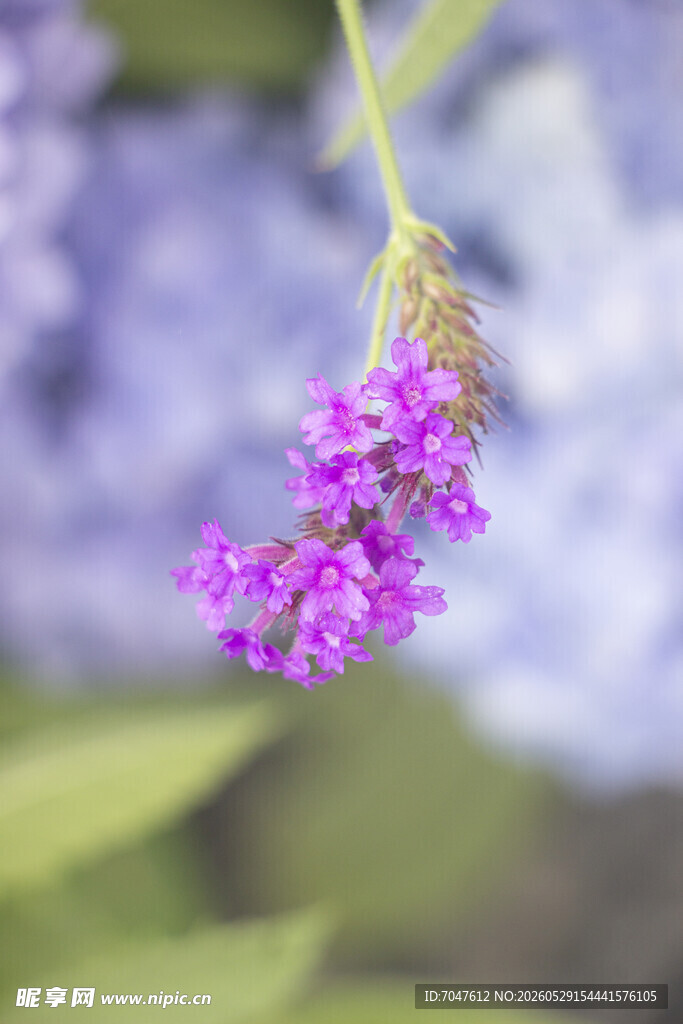 细长马鞭草