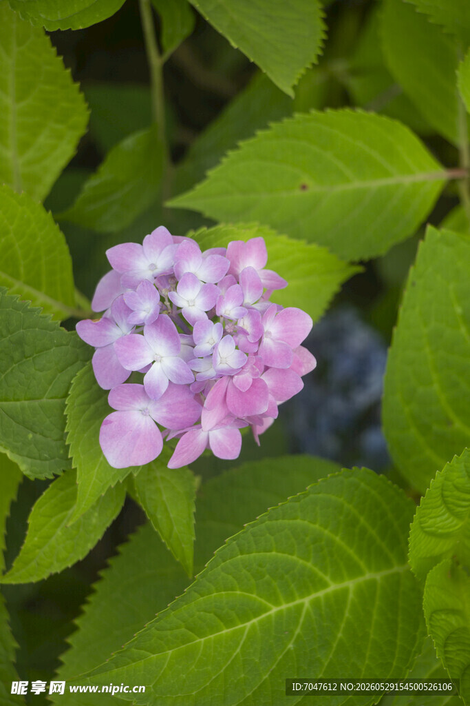 粉紫绣球花绽放绿叶间