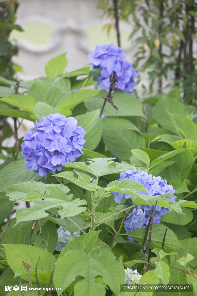 八仙花蓝绣球花绽放绿意间