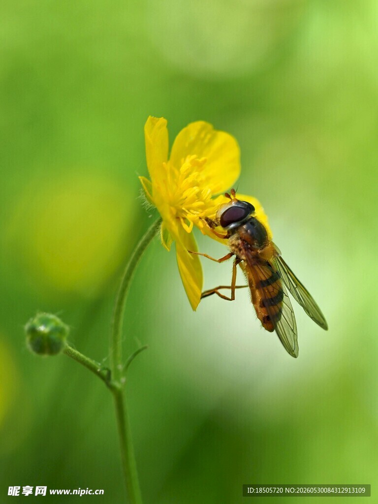 蜜蜂停驻黄色小花上