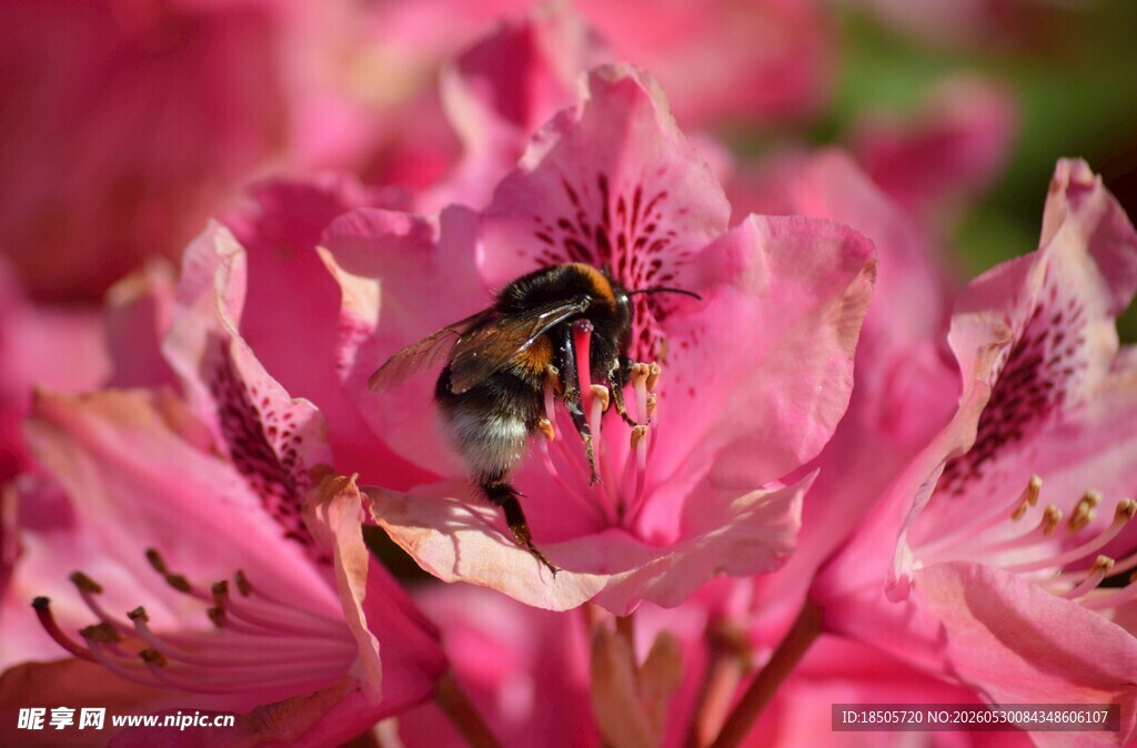 蜜蜂采蜜于娇艳粉花中