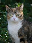 三色花猫于绿植间凝望