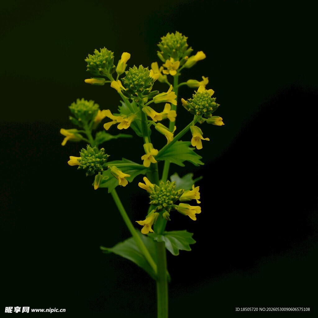 黄色小花植物特写