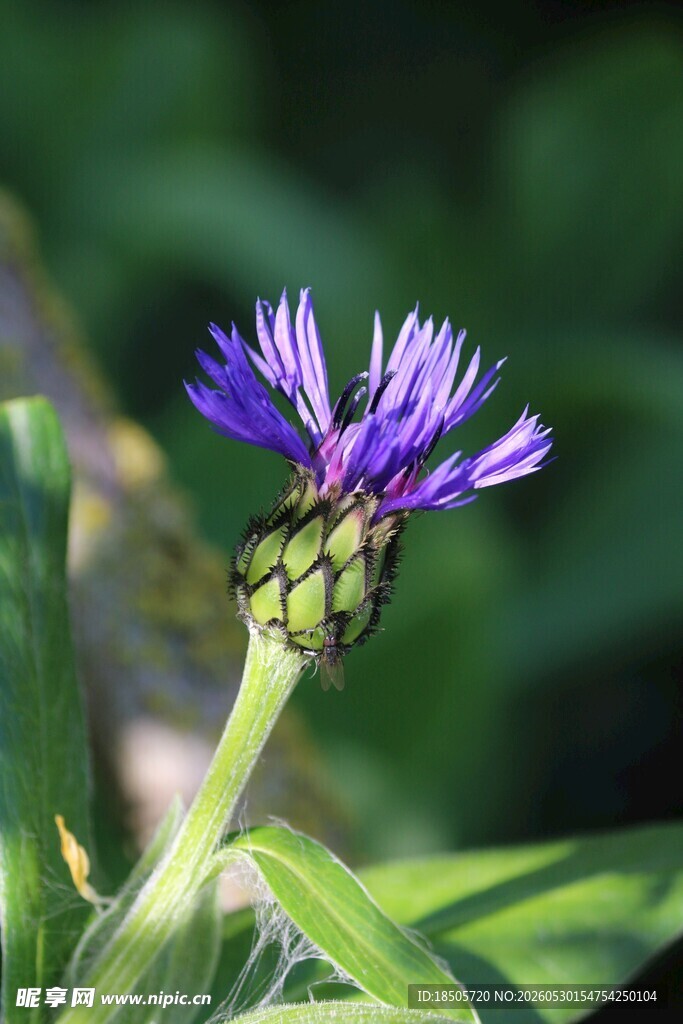 紫色矢车菊特写