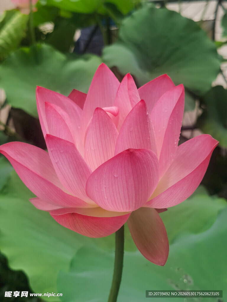 娇艳盛开的粉红色荷花