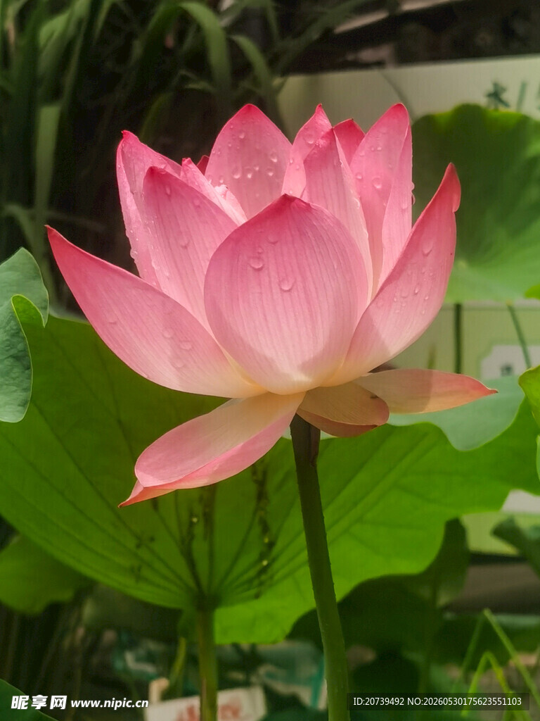娇艳盛开的粉色荷花